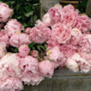 Meet your Posher, Merry